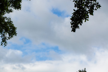 clouds and tree