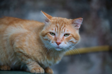portrait of a red cat