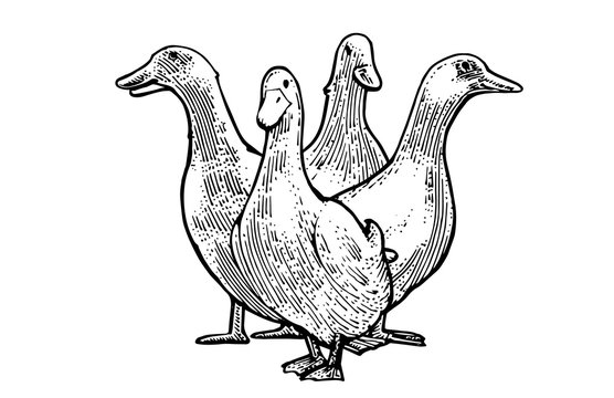 Ducks vector isolated on a white background. Herd of home. Hand drawn picture.