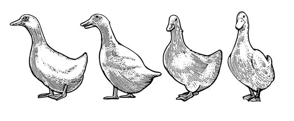 Hand drawing. White ducks. Black Outline. Vector. Drawn in pencil, ink, felt-tip pen, marker on paper. Sketch engraving. Retro style. Isolated on a transparent background. Packaging design element.