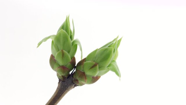 Lilac leaves open. Opening buds on twigs timelapse. Spring lilac flowers leaves time-lapse Close-up. Foliage. Spring nature Easter leaf on white background. Botany. 4K UHD video time lapse