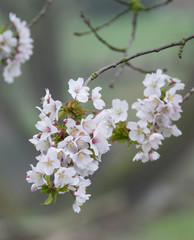 cherry tree blossom