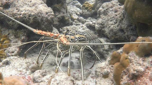Painted spiny lobster moving along a coral reef and hiding in a cave. Indian ocean, Maldives. 4K