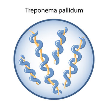 Bacteria Treponema pallidum in magnifying glass is causative agent of syphilis (sexually transmitted disease). Microbiology. Vector illustration in flat style isolated over white background