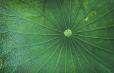 green lotus leaf for background