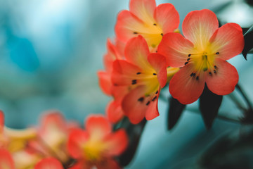 Obraz na płótnie Canvas Close-up Of Red Flowering Plant