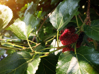 black and red mulberry on tree in harvest season