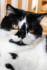 Lovely black and white domestic british cat relaxing on the chair