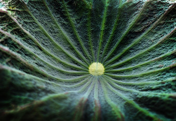 green lotus leaf for background