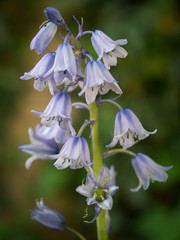 Petites fleurs bleues. © joris17