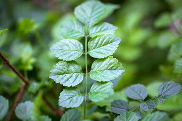 green leaves in spring