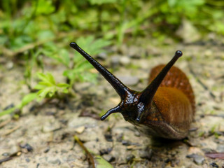 Schnecke