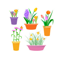 Set of spring multi-colored flowers hyacinth, tulip, crocus, narcissus, zinnia with butterfly in colored pots. Isolated vector flat illustration with texture. For postcard, banner, poster, packing