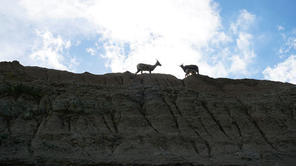 Goats on the mountain