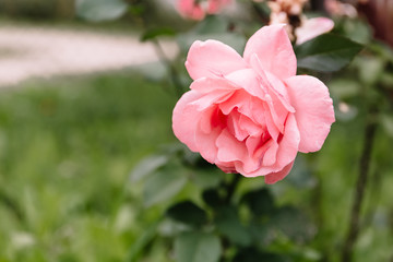 Obraz premium One blossoming pink rose on a background of green grass and leaves. A delicate flower can be used as an independent picture or as an example of a certain plant variety.