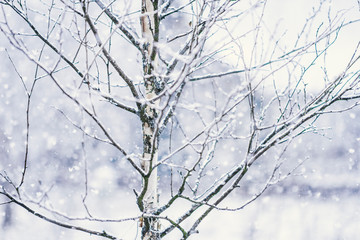 Birch branches covered with snow