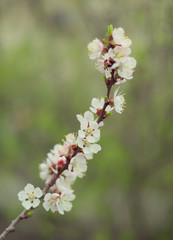 Blurred image background nature. Flowers apricot tree over nature background. Spring flowers. Spring nature background sunset.