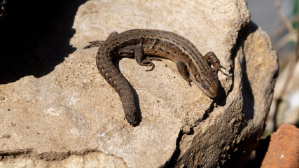 a lizard basking on a rock in the sun