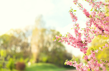 Flowers pink cheery (sakura) tree over blurred nature background. Spring flowers. Spring nature background sunset. Blurred image, background nature.