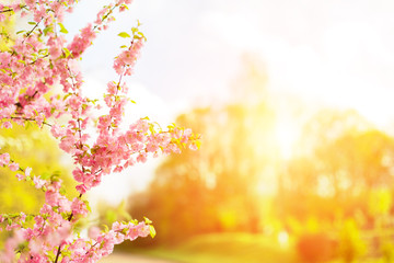 Naklejka na ściany i meble Flowers pink cheery (sakura) tree over blurred nature background. Spring flowers. Spring nature background sunset. Blurred image, background nature.