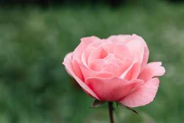 Obraz premium One blossoming pink rose on a background of green grass and leaves. A delicate flower can be used as an independent picture or as an example of a certain plant variety.