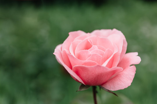 One blossoming pink rose on a background of green grass and leaves. A delicate flower can be used as an independent picture or as an example of a certain plant variety.