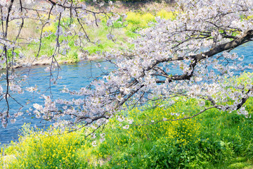 静岡県富士市龍巌淵の桜