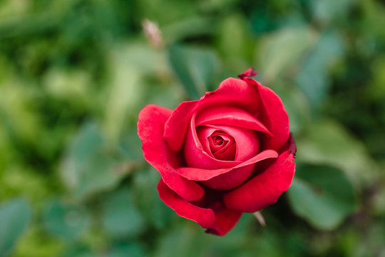 One blossoming red rose on a background of green grass and leaves. A delicate flower can be used as an independent picture or as an example of a certain plant variety.