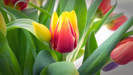 beautiful bouquet of tulips