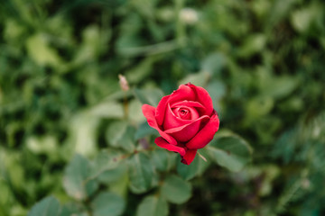 One blossoming red rose on a background of green grass and leaves. A delicate flower can be used as an independent picture or as an example of a certain plant variety.