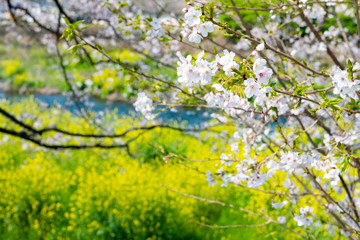 静岡県富士市龍巌淵の桜