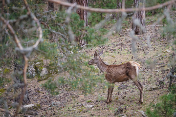 A young deer that wanders among the pine trees in the forest, resting and sustaining its life