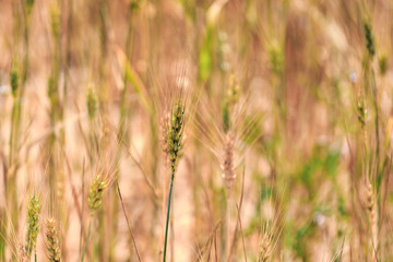 Close-up of wheat ears on the field