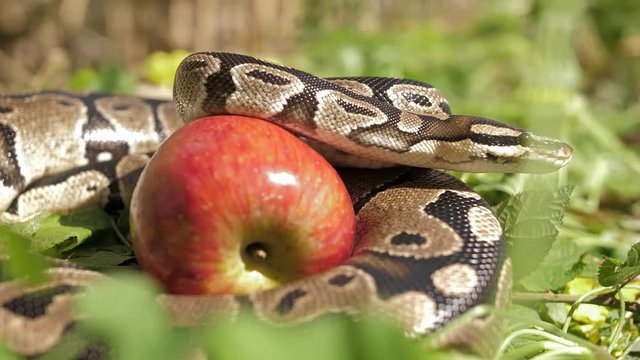 Snake and apple. Snake lies on the ground with an apple