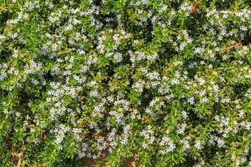 Many small bright white flowers