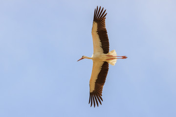 Stork is flying in blue sly