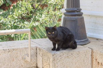 Black homeless cat in Jerusalem