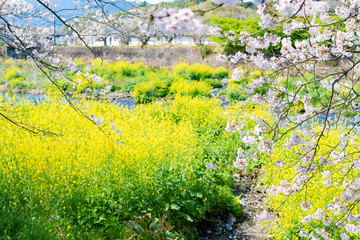 静岡県富士市龍巌淵の桜