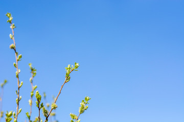 The awakening of nature. Young fresh leaves. Early spring green buds on branch. Blue clear sky. Space for text.