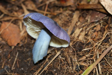 Cogumelo Azul