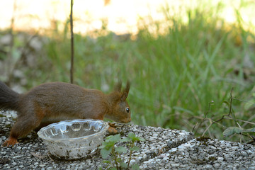 Eichhörnchen