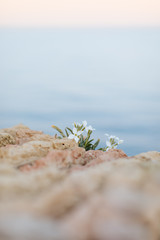 Fleurs poussant sur les remparts d'Antibes au bord de la mer