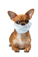 A dog in a medical mask. Cute Chihuahua dog in a medical mask on a white background in the Studio