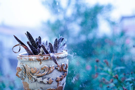 Vaso decorato con pianta e gocciolamento di acqua durante una giornata di pioggia - sfondo natura