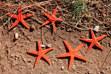 Stelle marine sopra un terreno con degli aghi di pino