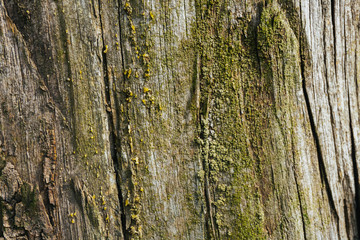Beautiful wood texture. The natural texture. Organic texture. Natural background
