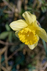 Fototapeta premium Fleur de narcisse jonquille 