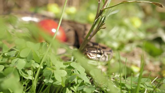 Snake crawling on grass with apple.
