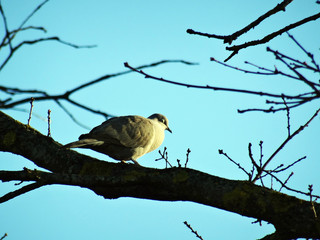 One expressive and calm turtlledove who is posing calmy under sun on large branch. With blue sky background. Bird focused on foreground