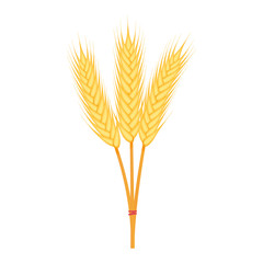 Agriculture ears of wheat illustration isolated on white